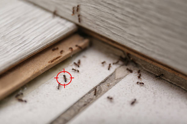 Best Pest Control Near Me  in Belvidere, NJ