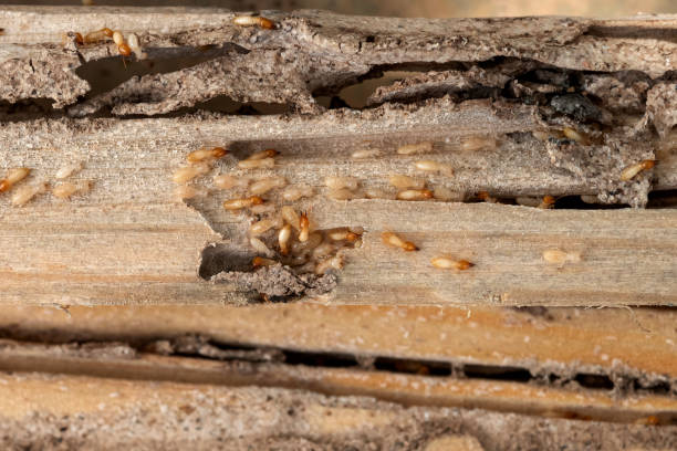 Best Insect Control  in Belvidere, NJ